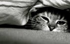 sukinayuta's tweet photo. sleepy cat yuta is such a mood 🐾 💤 https://t.co/p5nGAGcPvc