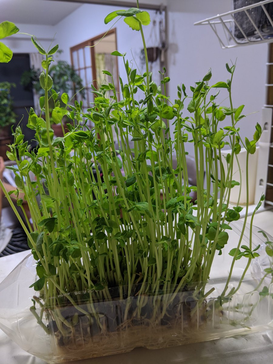 豆苗成長記録