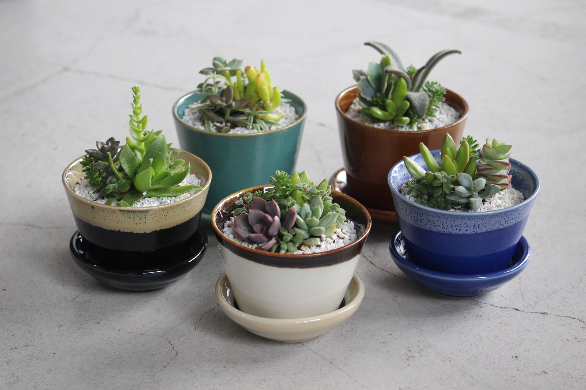 コトモノミチ 匣庭 多肉植物 寄せ植えワークショップ予約スタートのお知らせ コトモノミチで展開している 美濃焼 益子焼 の特別な園芸鉢 匣庭 はこにわ に お好きな多肉植物３苗を選んでいただき ご自身で寄せ植えできるワーク