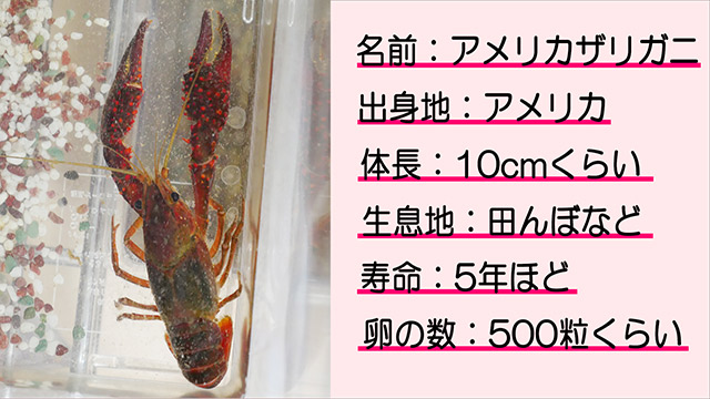 地主恵亮 年11月から法律が変わり ほぼ全てのザリガニが飼えなくなります その前に日本に住んでいるザリガニ について 飼えなくなるザリガニついて書きました またアメリカザリガニとニホンザリガニは似ていますが 見分け方も書いてあります