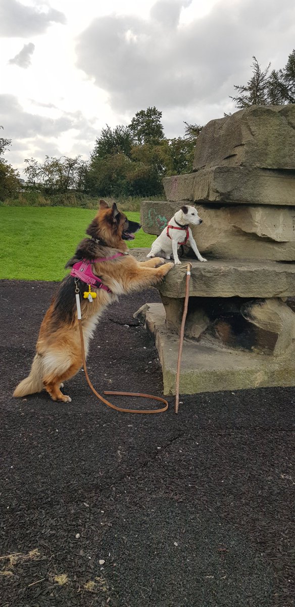 DogPurdy's tweet photo. Hi my friends, just had a lovely walk with my mate, he sends best wishes to GooleNeuro unit. Showing him how to rock climb. Love to you all.@NHSNLaG @NLaGpaeds @paedsDebbieBray @NRCGoole_NLaG @HesleyGroup @HealthTree_NLAG https://t.co/On77ONS7yP