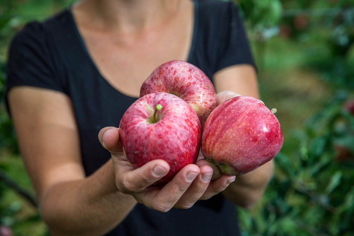 fenaco's tweet image. Heute steht der Apfel im Rampenlicht!

Wussten Sie, dass fenaco Landesprodukte Anfang des Jahres die Initiative «Lebendige Obstgärten» gestartet hat? 

1/2

#fenaco #Landesprodukte #LebendigerObstgarden #TagdesApfels