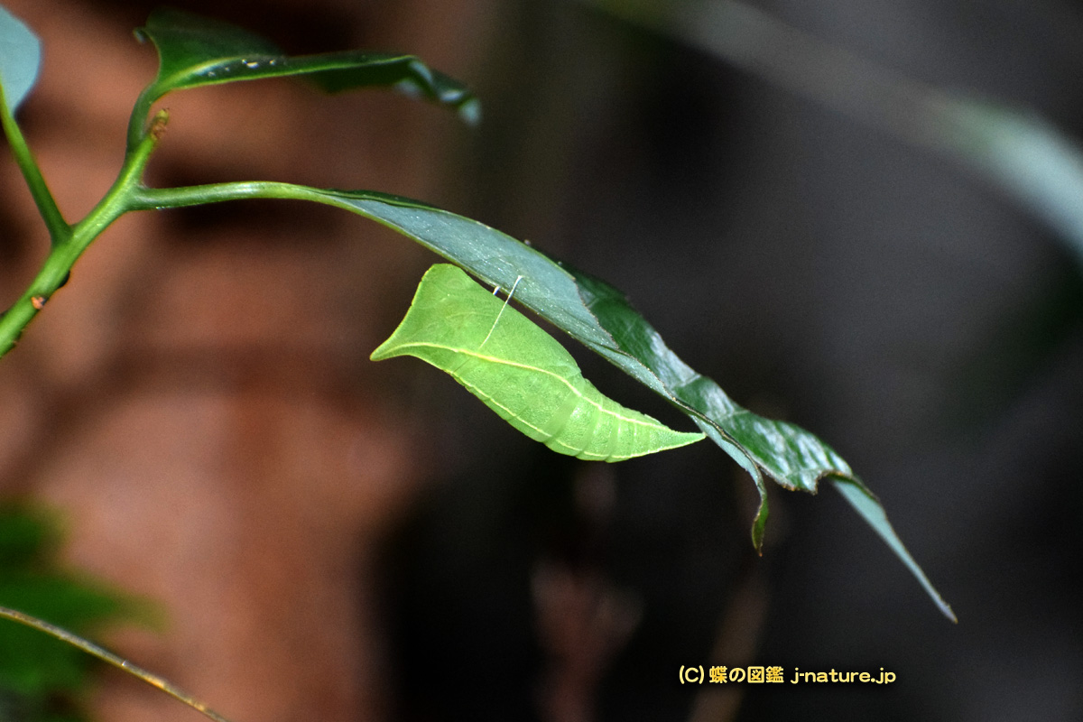 蝶の図鑑 J Nature Jp 昨日のアオスジアゲハの前蛹 葉の上に乗っかっていた別の幼虫は別の葉に移動していました 台座の葉も残っていました 同じ木に 大きなスズメガの幼虫 オオスカシバ オオスカシバってタブノキの葉を食べる そばに 蝶の図鑑 J Nature Jp 昨日のアオスジアゲハの前蛹 葉の上に乗っかっていた別の幼虫は別の葉に移動していました 台座の葉も残っていました 同じ木に 大きなスズメガの幼虫 オオスカシバ オオスカシバってタブノキの葉を食べる そばに