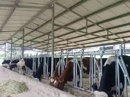gayazaoldgirls's tweet photo. A special shout out to Mr. James Musinguzi Garuga, a renowned businessman and his wife, Dr. Peace Musinguzi, for their generous donation of three heifers to Gayaza High School to support the school's income in these tough COVID-19 times.
#GOGA
#Apprecition https://t.co/F9lW3kYFkC