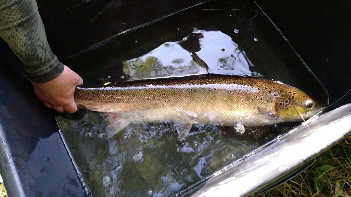 OlleCalles's tweet photo. @life_connects salmon pilot-study up and running, 7 out of 10 tagged by @SamShry. Solid crew onboard! @Klippanskommun @kau @LstSkane #naturentreprenad_syd #RivEM #nrrv #salmon #dam_removal https://t.co/mgR0yw9kCg