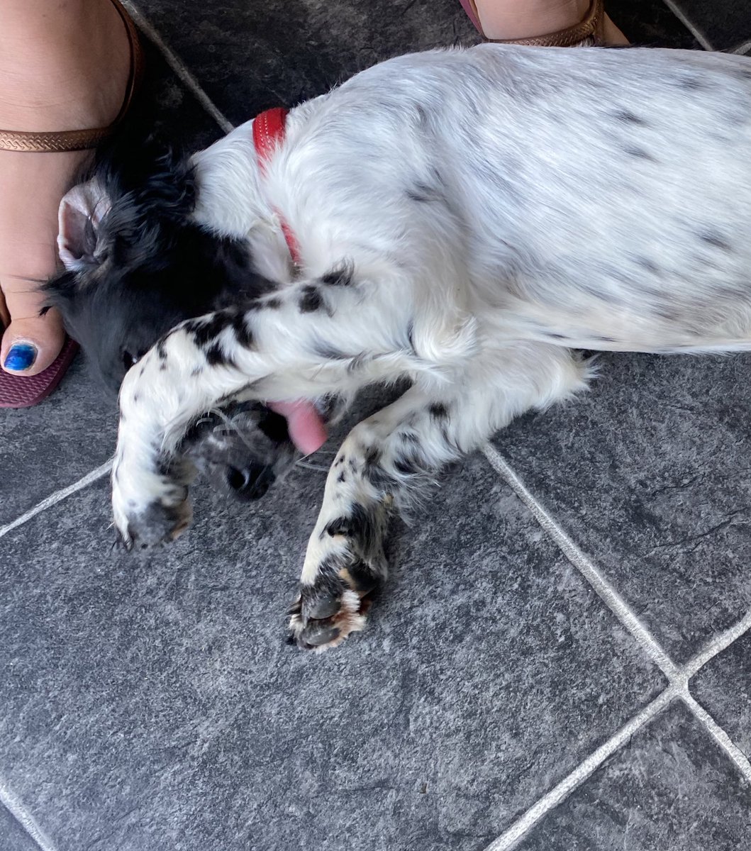 SpanielsofKC's tweet photo. No Dadman, I didn’ts chew the treats bag; I didn’ts chew my flashing collar and I definitely didn’ts eat the legs off the hoobro’s Roboalive spider... 
I’s innocents... 💪🏻 
#dogsoftwitter #itwasntme #shamed #puppyfail https://t.co/vptBmY3B8o