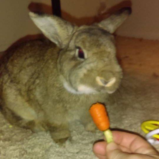 DogsRAngels1's tweet photo. 🐶Friends, we are very heartbroken to say that our 🐰Bunny Brother Morty passed away yesterday. Our Hu-Sister Emma is so very 😪sad. Hug your family members every day and tell them you lub them🐇💕🐾 #RIPMorty #bunnies https://t.co/4pFqixd2Uk