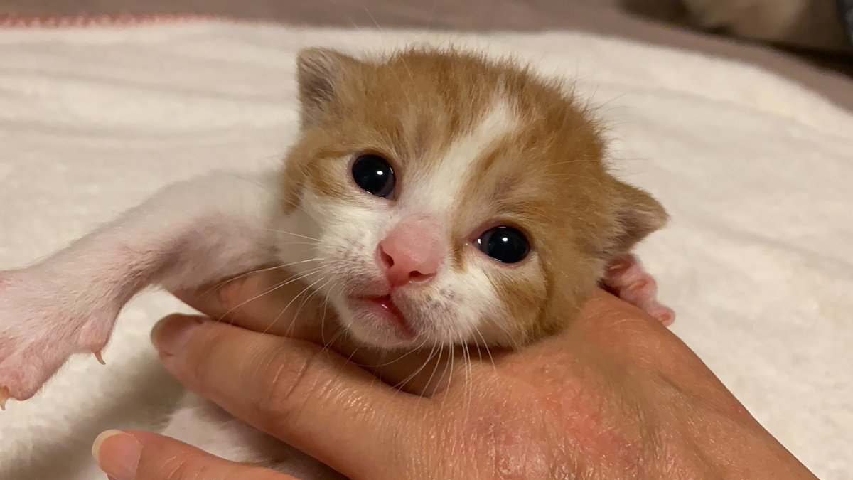 子猫 ブリーダー みんなの