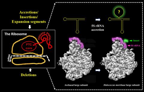 FEBSOpenBio's tweet photo. Now in Early View: Cryo‐electron microscopy visualization of a large insertion in the 5S #rRNA of the #archaeon Halococcus morrhuae https://t.co/fu7PkRI6un https://t.co/9f4iuxgYik