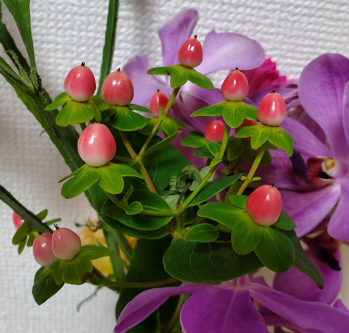 さや 文鳥 てん うみ A Twitter ヒペリカムのピンクの実 つやつやで濃いピンクから白のグラデーション 文鳥の嘴に似ています