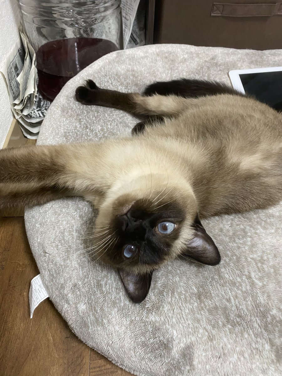 のび猫 のび猫
