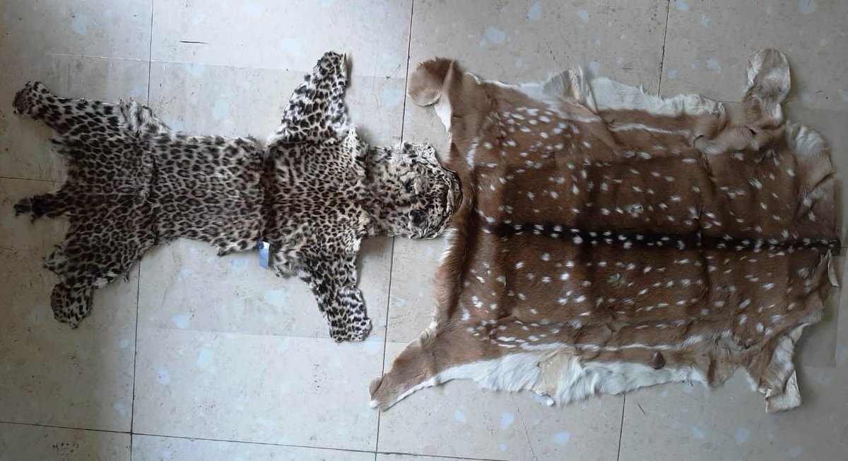 Joint team of #WCCB(CR) and #STSF, MP Forest Department seized one #Leopard #skin and one #Spotted #Deer #skin and arrested three accused from Jabalpur, Madhya Pradesh, on 17/09/2020. @minforestmp