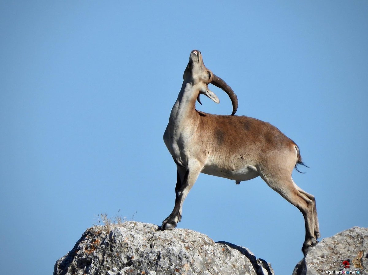 Ya tenéis ganador del concurso de fotografía Caza y Conservación.
<a href="/Agallardoromero/">𝐀𝐧𝐭𝐨𝐧𝐢𝐨 𝐆𝐚𝐥𝐥𝐚𝐫𝐝𝐨</a> , Enhorabuena compañero. Además, ha decidido volver a donar el premio para que la asociación la aproveche en otro concurso o sorteo y se siga divulgando #LaVerdadDeLaCaza
