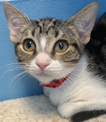 spcafl's tweet photo. Some of the other cats are really forward and approach visitors, but I'm too shy. I hide and wait until it's nice and quiet, and then I come out to play with a feather toy or something. I'm cute, and really sweet too. I just need someone to be patient with me.
/Nias
 
#Lakeland https://t.co/owJBZ0nrlQ