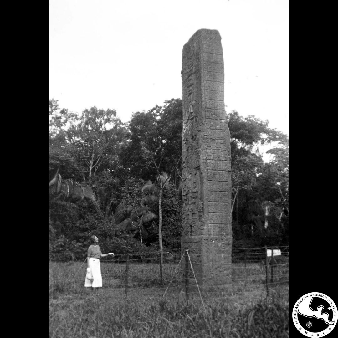 This photo is a part of our #MARIintern -designed online exhibit "Maya Stelae: An Enduring Record". Stelae are large carved stones that tell the stories of Maya historical events. This photo taken in Quiriguá shows Stela E, which is 10.6 meters tall!
#TulaneSLA #MuseumfromHome