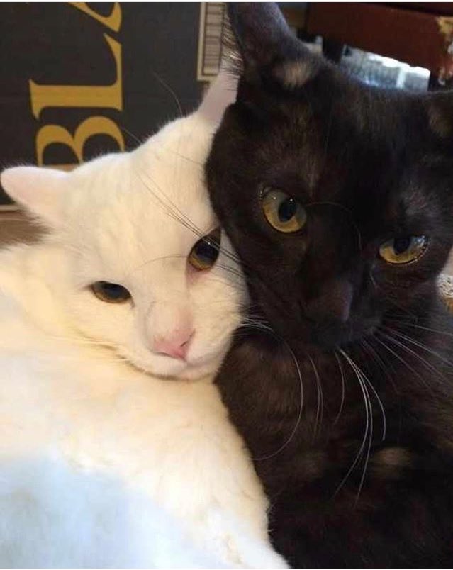 Sadece sevdiğimize temas bağımlısıyız.