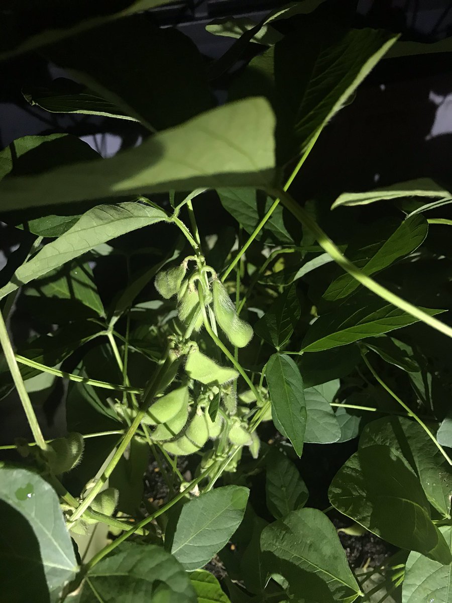 すずなり農園 プランターの枝豆を初収穫しました ものすごく美味しかったです 無化学肥料 無農薬すごい 俺すごい 家庭菜園 枝豆 プランター