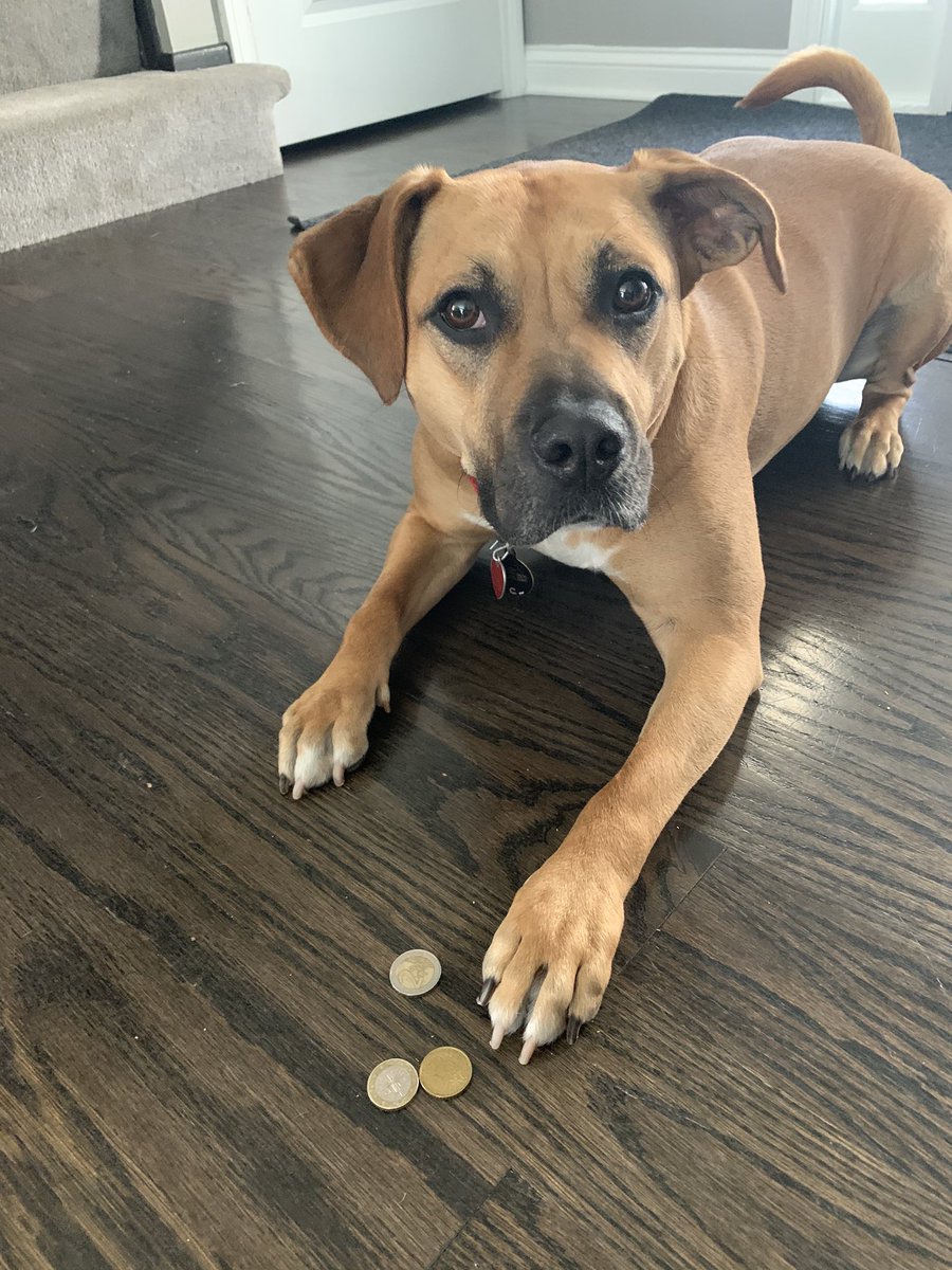 Hansen617's tweet photo. Toby returned from his third secret location JUST in time for the live reveal today! And what’s that he has with him??? Looks like Euros to me! I wonder if my students will be able to figure this one out! #whereistoby #mathed #sd113a #oqfamily #distancelearning https://t.co/B3QU0hGIWA