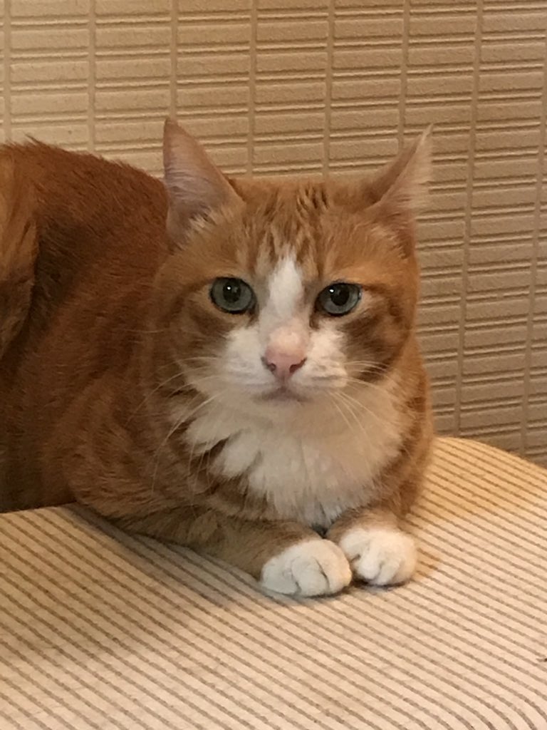 猫のわんわー捜索中 على تويتر 千葉市美浜区 稲毛区で茶トラのメス猫わんわーを捜索中です 見かけた方 保護された方 些細な事でも構いませんのでご連絡下さい リツイートも宜しくお願いします T Co J0prkr4jks 茶トラ 茶白 保護猫 迷子 迷い猫