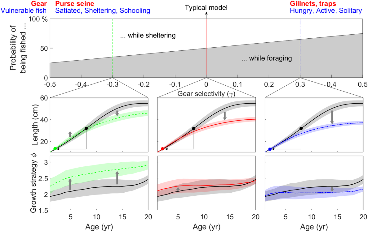 Throw-back Friday: How does #behaviour-selective #fishing influence life-history traits and #emergent natural mortality?  Check out this nice piece by <a href="/ClaireauxMarion/">Marion Claireaux</a>, @ChrxJorgensen and myself from 2018 doi.org/10.1002/ece3.4… #AcademicTwitter #fishsci