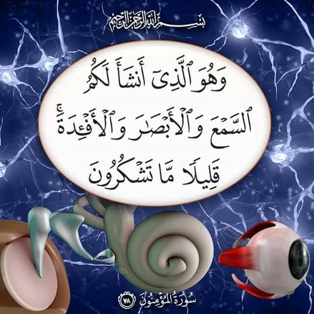 78. Na Yeye (Allah) ndiye aliye kuumbieni kusikia na kuona na nyoyo za kufahamu. Ni kuchache mno kushukuru kwenu. (Surah Al-Muminun)
