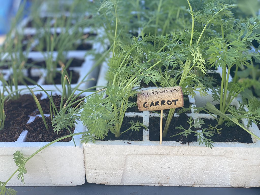 PrestonSimply's tweet photo. The Farmers Market is happening at Molapo Crossing all weekend. Grab a tray of seedlings in assorted vegetables &amp; herbs to grow at home. Love their wine corcksrew idea. Their stall is right next to the #healthgeneration stall. https://t.co/sQNDE6XxVb