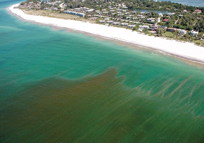 USFResearch's tweet photo. Harmful algal blooms are a threat to Florida's environment, health & economy. @EngineeringUSF Associate Prof Qiong Zhang & team are now leading a $1M @EPAresearch project to improve both freshwater & coastal ecosystem water quality.
Read more at https://t.co/5eDCojegpJ #EPAstar https://t.co/U6I1U5uxZm