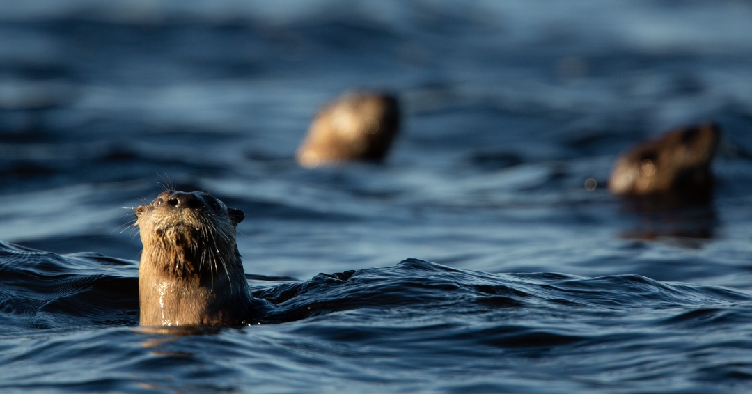 😃💦 Enjoying the weather out on the water getting to see this fun little otter family! 📷 <a href="/Fornearphoto/">Fornear Photo</a>
.
.
.
#naturephotography #landscapephotography #eagleriverwi #eagleriver #upnorth #northwoods #wisconsinnaturephotography #optoutside #getoutside  #kayaking  #otter