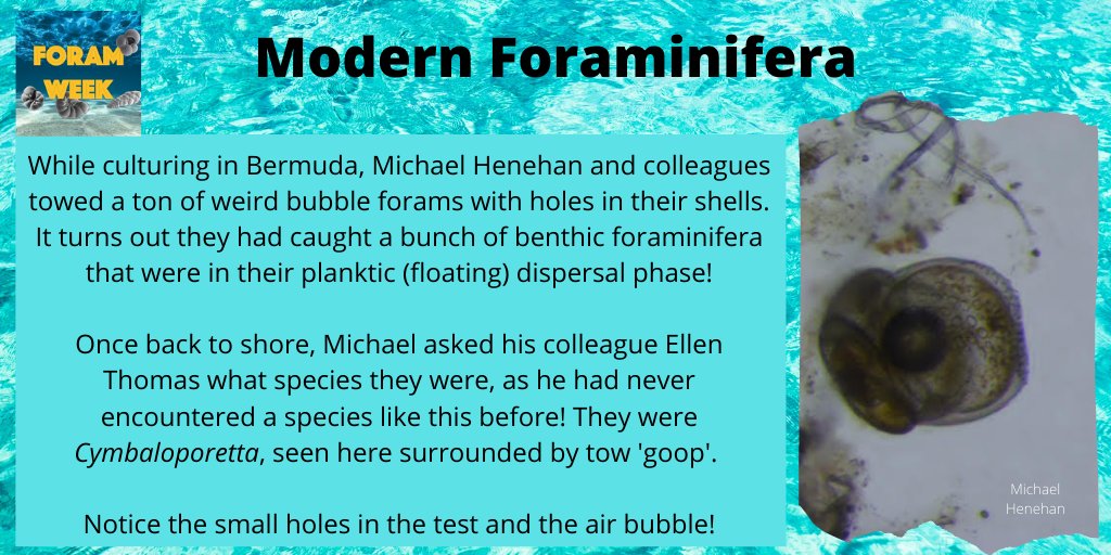 ForamWeek's tweet photo. Read this fun story about catching strange foraminifera species during towing by Michael Henehan! #ForamsAreAlive #ForamFriday #ForamWeek2020 https://t.co/ebQ1Gs2jtW