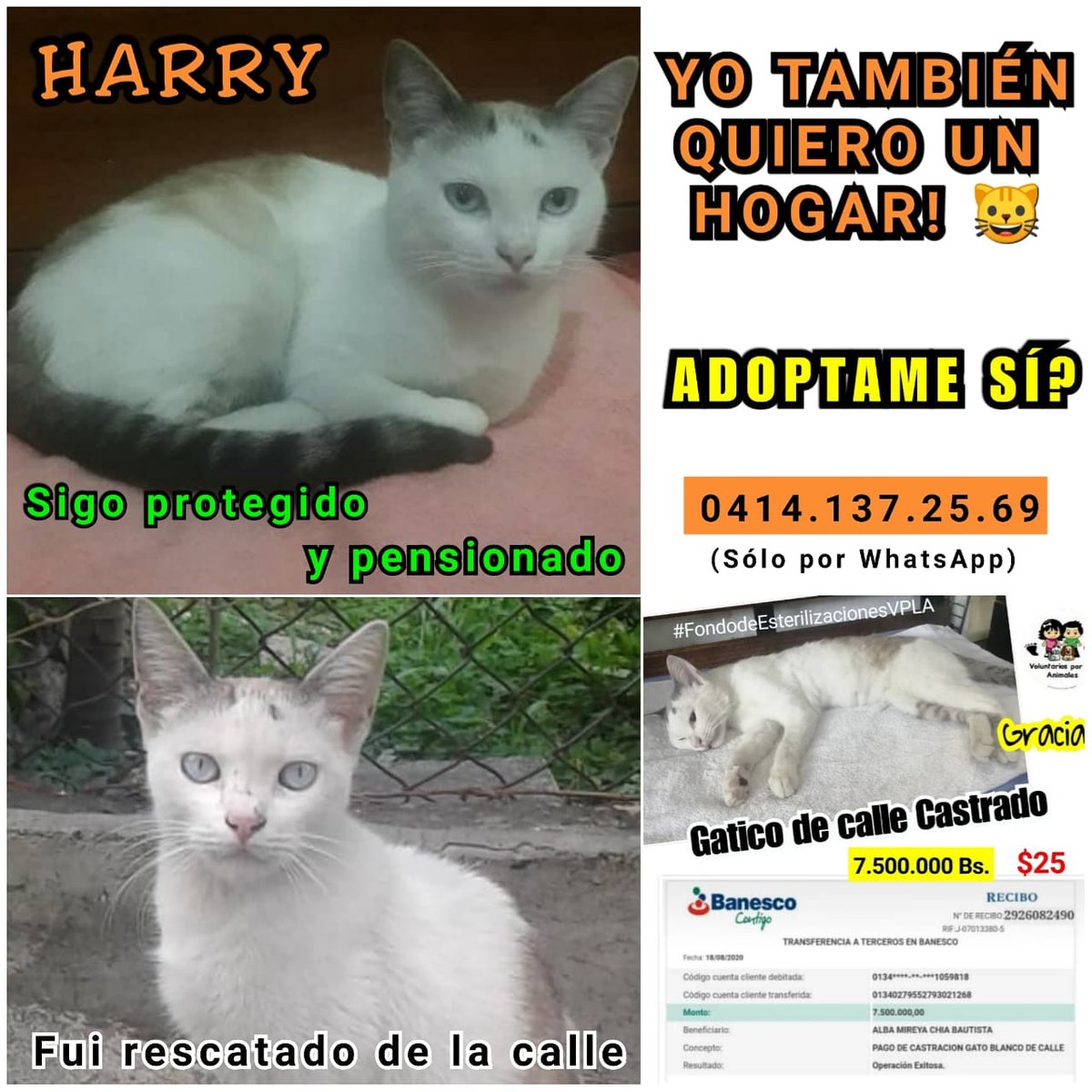 asoc_vpla's tweet photo. Harry sigue esperando un hogar🐱 Él es muy tranquilo y cariñoso ❤️ Tiene 11 meses aprox. Está castrado 😃 INFO: 0414.1372569 #SóloWhatsapp Si no puedes adoptar regálale #1DíadePensión para que siga protegido (800.000Bs.)Tenemos Pago Móvil 🇻🇪 https://t.co/701WknHZRu