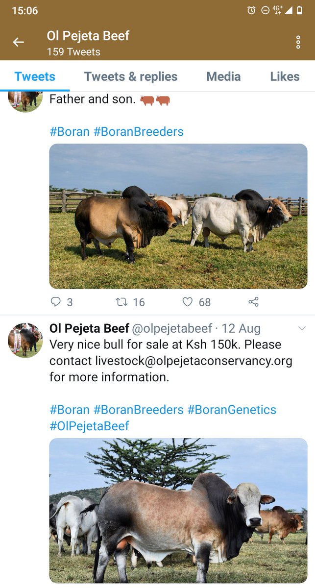 SirGeofGithinji's tweet photo. @morganchirchir @olpejetabeef @olpejetabeef see I am marketing for you. Can the sales office give me a ring! https://t.co/kGFB1o0KZV