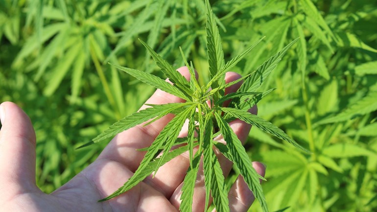 Twee mannen uit Coevorden opgepakt na vondst Duitse hennepplantage: Twee mannen van 25 en 55 jaar uit Coevorden zijn aangehouden voor betrokkenheid bij een hennepplantage bij het Duitse Nordhorn. Volgens de Duitse politie gaat het om de teelt van zo'n.....