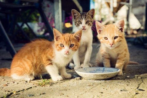 PACMAAndalucia's tweet photo. El Ayto. de San Sebastián de los Ballesteros en Córdoba recogerá entre el 21 y 25 de Septiembre a todos los gatos ferales de la localidad. 
Serán erradicados y sacrificados por la empresa IVC Paraíso Canino S.L en Málaga a los diez dias. 
Paralicen de inmediato esta ejecución https://t.co/m7lMk59Cxs