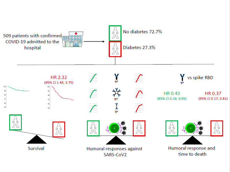 DiabetologiaJnl's tweet photo. Hyperglycaemia does not impair the humoral response against SARS-CoV2, thus allowing for a cautious optimism on the efficacy of future vaccines against SARs-COV-2 in patients with diabetes. @PiemontiL @SanRaffaeleMI @MyUniSR #DRImilano https://t.co/8dwgdKqzfI - in press #toptweet https://t.co/aDmXGhe9Jy