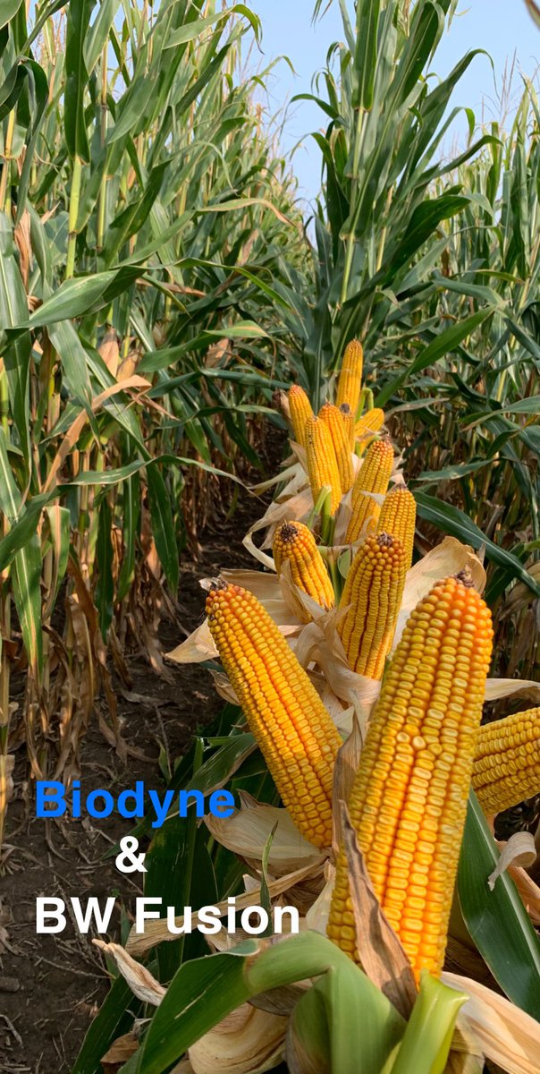 Bkitch1Bodie's tweet photo. If you are a college student, interested in agronomy, sales, or biology we will be looking for interns for the upcoming summer. Locations in Iowa, and Indiana, possibly others as well. Please dm me for my email address to send your resume. https://t.co/DeE40g593r