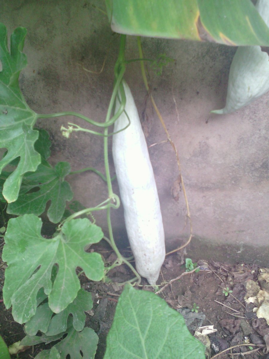 HeartyFarms's tweet photo. TRICHOSANTHES CUCUMERINA -SNAKE GOURD
Nutrients:  Trichosanthes cucumerina is a rich source of nutrition. It is highly constituted with proteins, fat, fibre, carbohydrates, vitamin A and E. The total phenolics and flavonoids content is 46.8% and 78.0% respectively. https://t.co/igf9bnL0Zj
