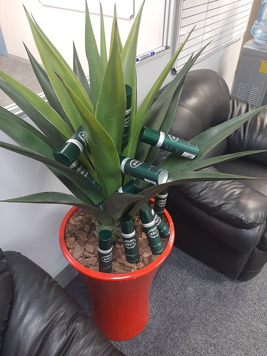 nkosieb1's tweet image. Indeed the tree is original brut.thank you manbox the pack just arrived i will definitely test and review #manbox #brutsouthafrica #TrustYourEssence #EssenceOfMan #suitup ##manboxbrut