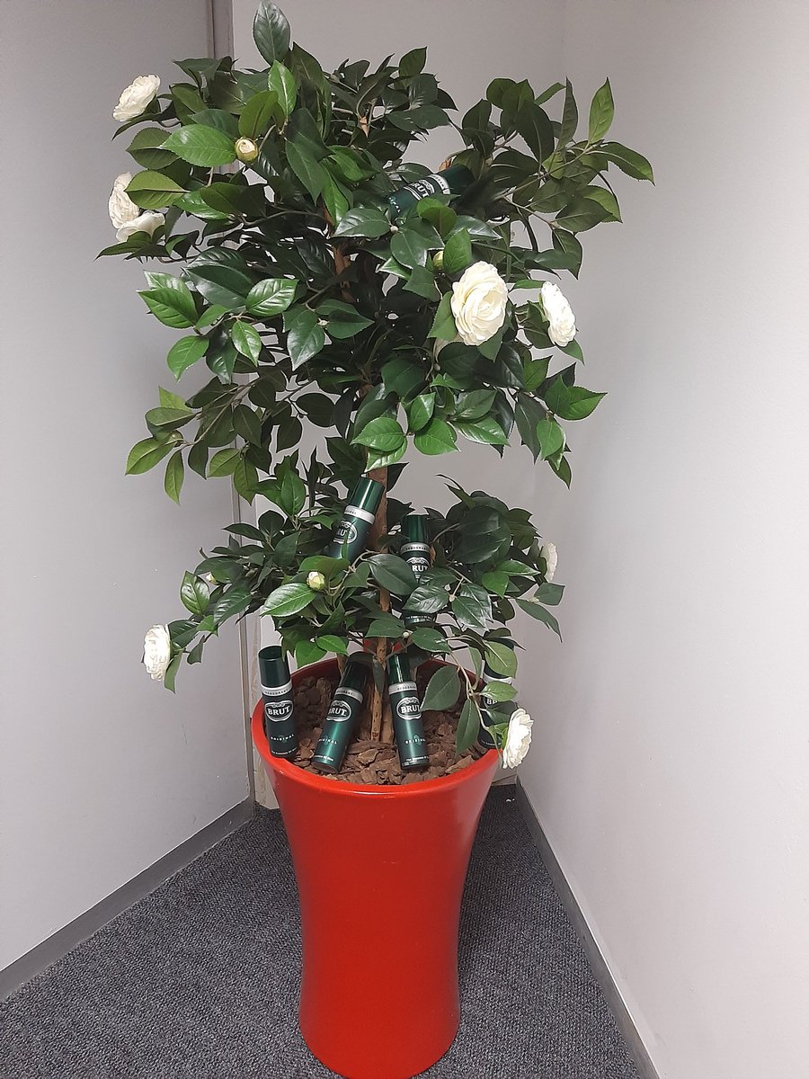 nkosieb1's tweet image. Indeed the tree is original brut.thank you manbox the pack just arrived i will definitely test and review #manbox #brutsouthafrica #TrustYourEssence #EssenceOfMan #suitup ##manboxbrut