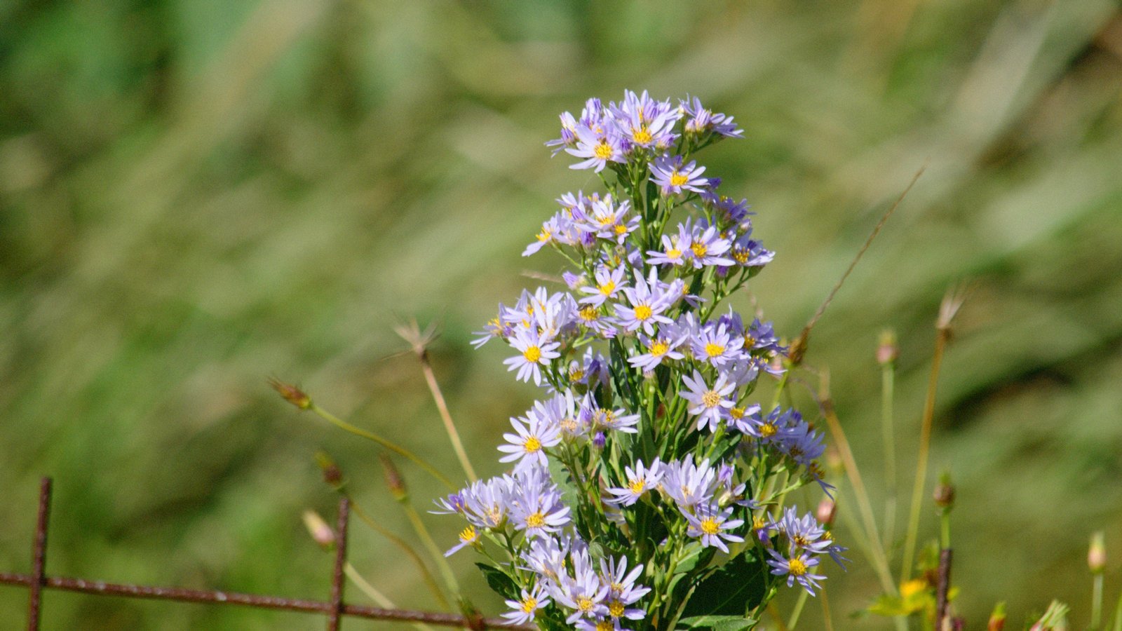 暦生活 こよみせいかつ 10周年 紫苑色 しおんいろ にっぽんのいろ 秋の野を紫色の美しい花で彩るシオンの 色 平安時代では 高貴な紫色が愛され 紫色の花の名前が付けられた色がたくさん誕生しました 9月の色まとめはこちらから T Co