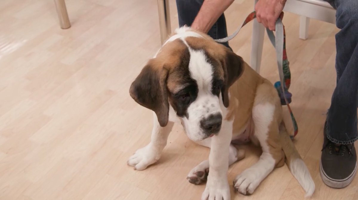 CSS Animal Tales tweet media