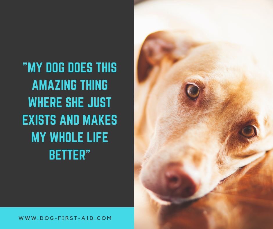 Dogfirstaidoxon's tweet image. Happy Friday everyone! #DogFirstAid #Oxfordshire #Berkshire #Buckinghamshire #Midlands