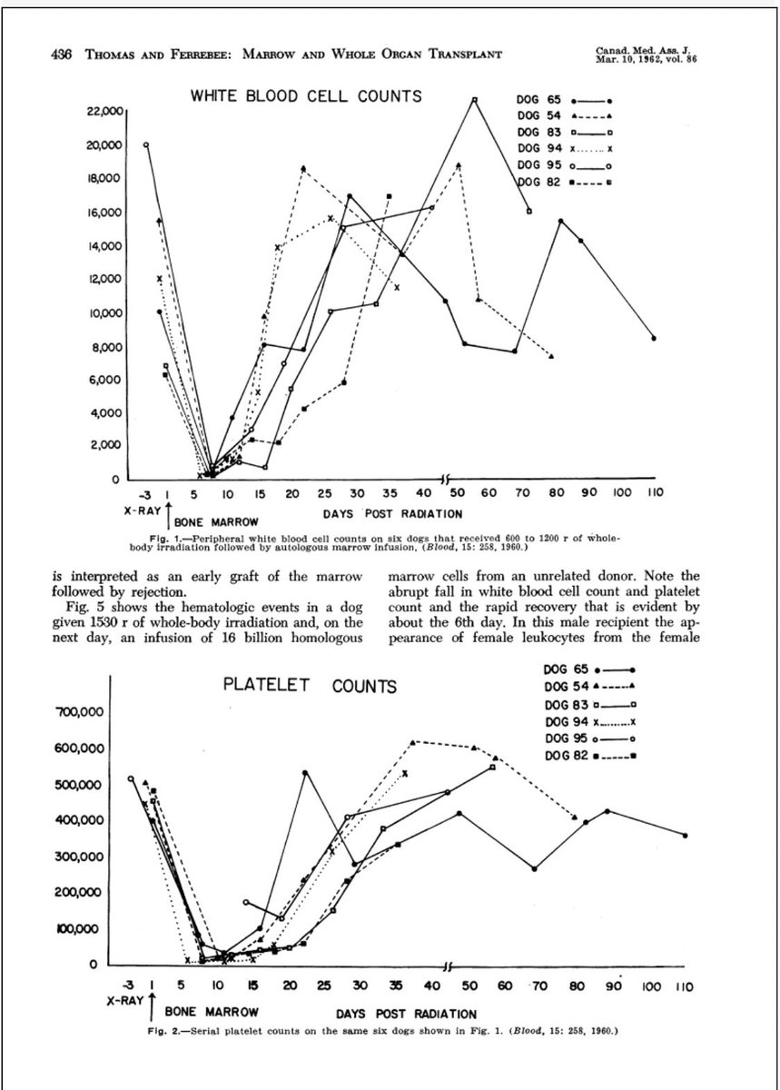 In the late 1950s, E. Donnall Thomas and colleagues in New York worked on canine models to determine the dose of total body irradiation (TBI) needed to prevent graft rejection.On the right is the WBC and platelet counts of a group of dogs given between 600-1200 r (6-12 Gy)