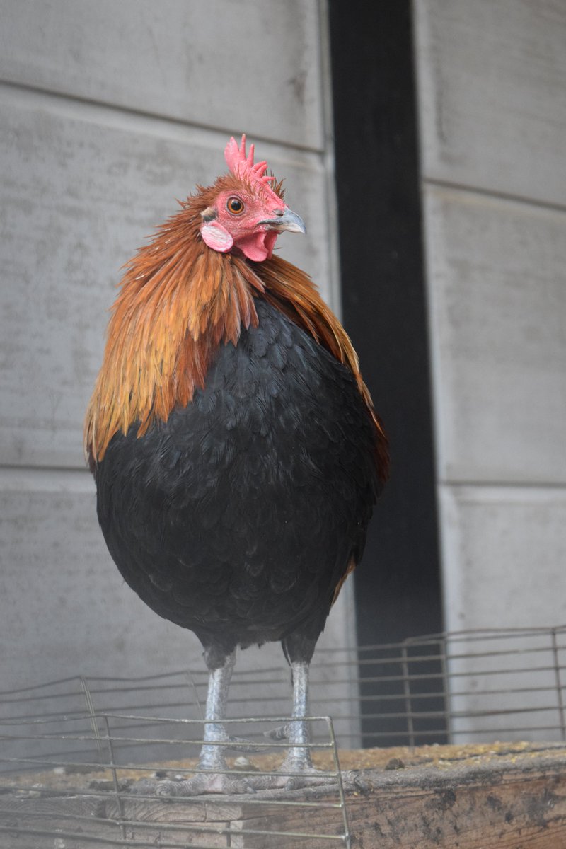 트위터의 かみやん 님 名古屋市農業センターはニワトリの展示が充実 地鶏の王様名古屋コーチンに 数多の在来鶏に外国産の品種 さらには 野生種 のセキショクヤケイ 4枚目 まで15種以上が 養鶏王国と謳われる愛知ならではの国内屈指の展示です 名古屋市農業