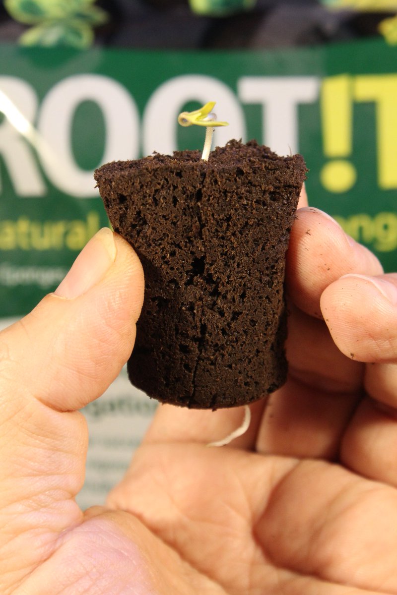 Greenseedtests's tweet photo. Ya están todos la semillas de @GiftsGreenwood fotodependientes en el taco de enraizamiento de #Rootit de @HydroGardenLtd ahora un par de días al pagador y a la maceta pequeña para que hecho unas buenas raíces antes de la definitiva. https://t.co/Ya59CeBLrf