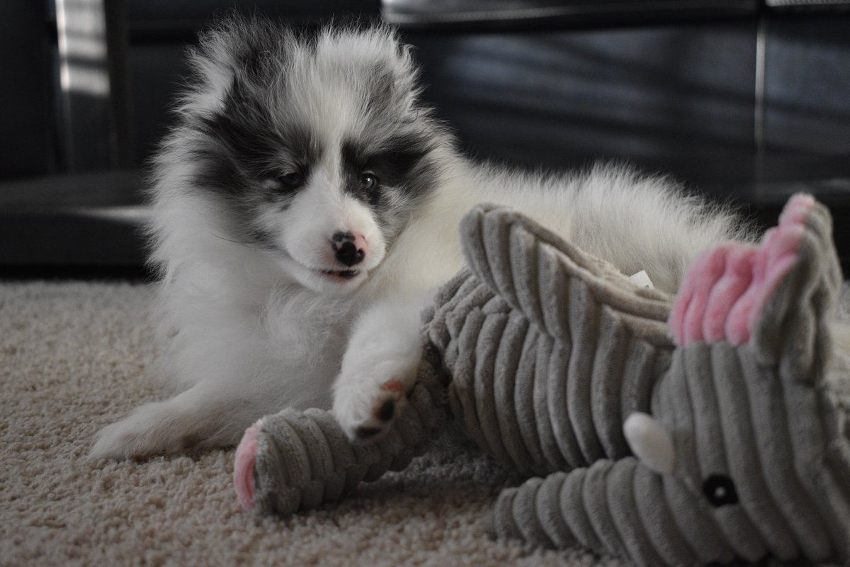 #PhotoChallenge2020September
Day 18 starts with E. 
Ember is my elephant and has been a favorite toy since I was a puppy.

#dogsoftwitter #dogsofinstagram #dogs #doglovers #PuppyDogPals #puppy #sheltie