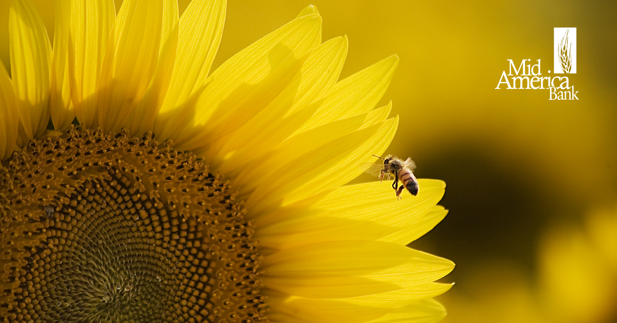 mid_americabank's tweet photo. When September arrives in Kansas, the sunflowers are always close behind. PHOTO FRIDAY features our sunny state flower. Kansas designated the wild native sunflower as official state flower and floral emblem in 1903. Have a fun weekend!

“Your Local Real Estate Lender” https://t.co/uBBjWN8ILT