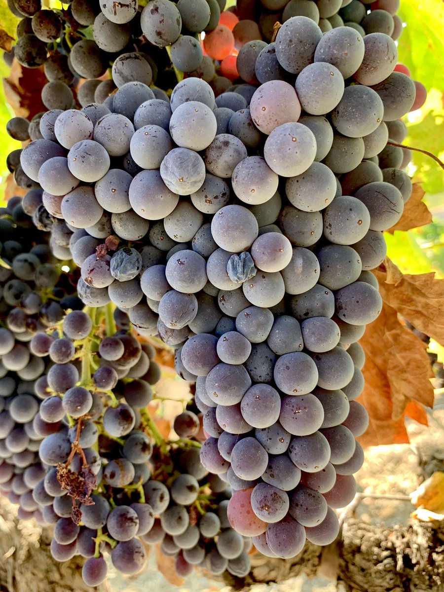 We’re just going to keep filling your feeds with a steady stream of Grenache posts, because it’s International #GrenacheDay.