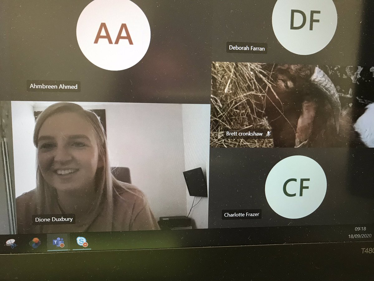 Любят обсуждать Tesla и жевать бизнес-книги: английская ферма предлагает подключать коз к созвонам в Zoom