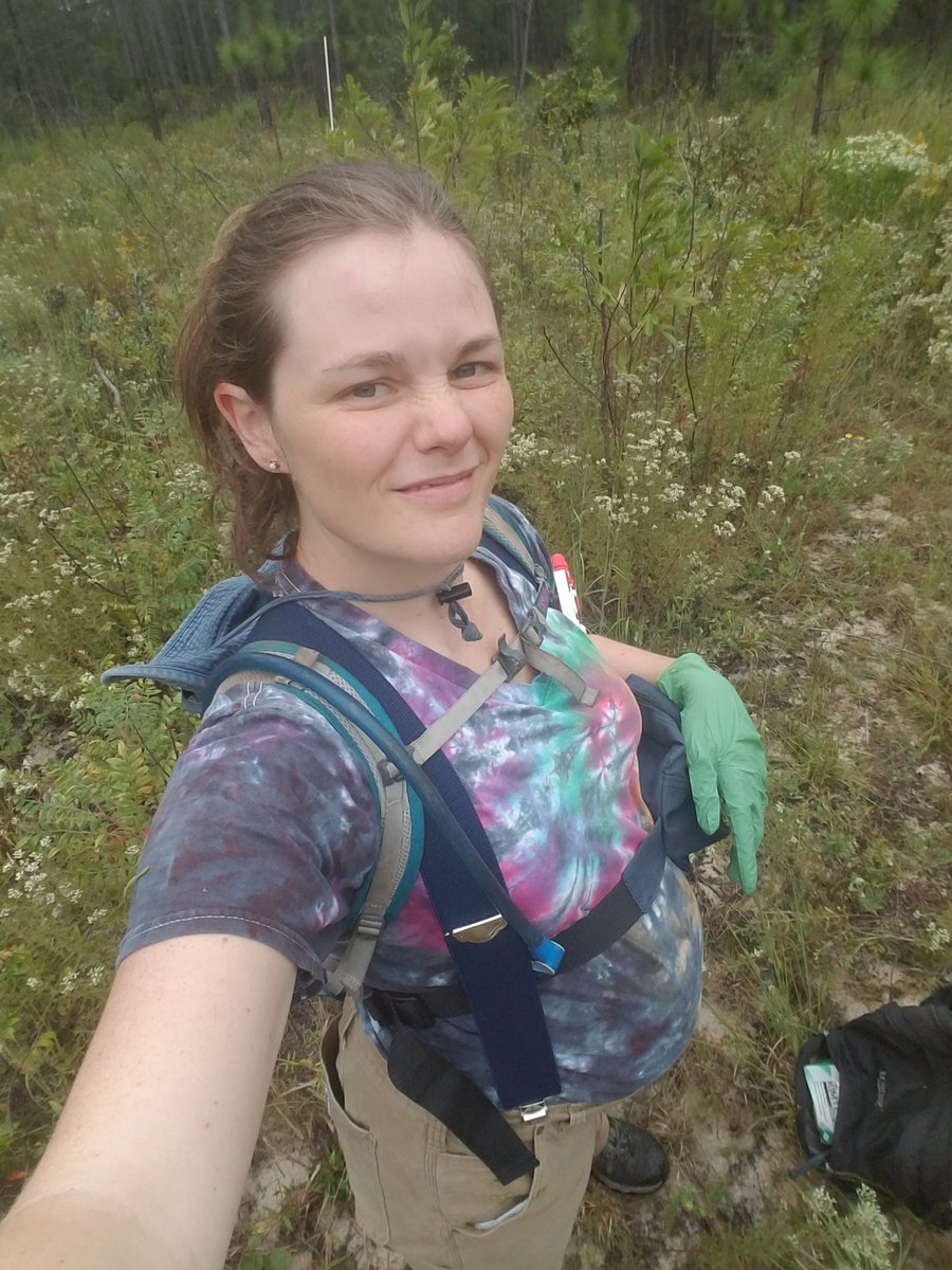 To all my field ecologist friends who are or may become pregnant, let me give you a tip: suspenders are the answer. I spent my first pregnancy repeatedly hiking up ill-fitting pants during field work. This is so much better!