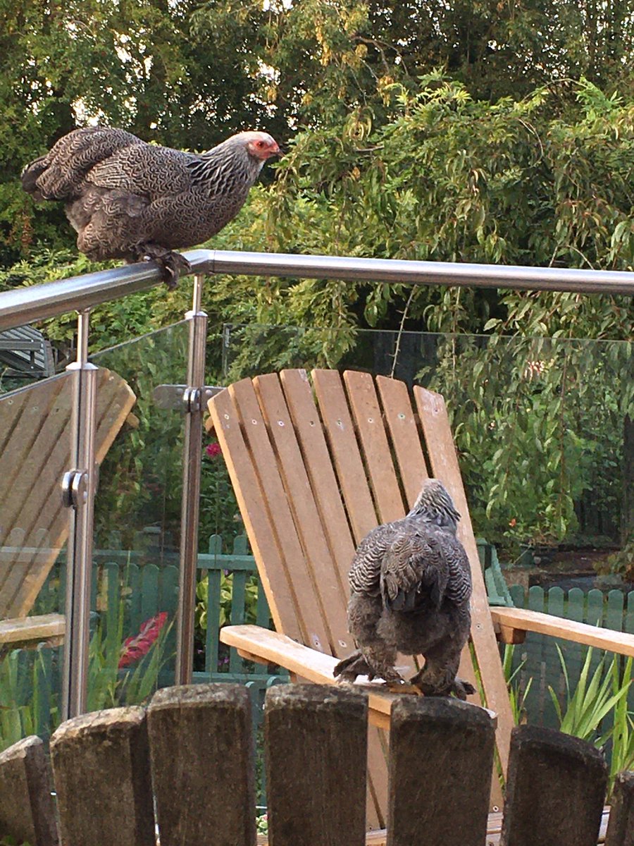 Taking refuge in high places away from the older bullies in the hen house. All gone to bed now. Aww.